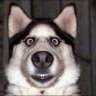 FireDog