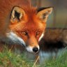 Thee Fox